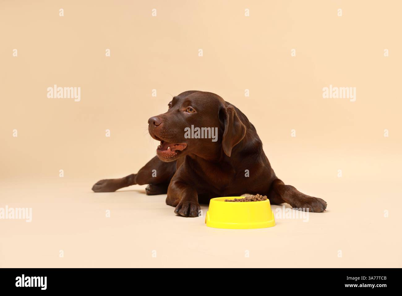 Niedlicher Hund, der in der Nähe einer Schüssel mit trockenem Tierfutter auf beigem Hintergrund liegt Stockfoto