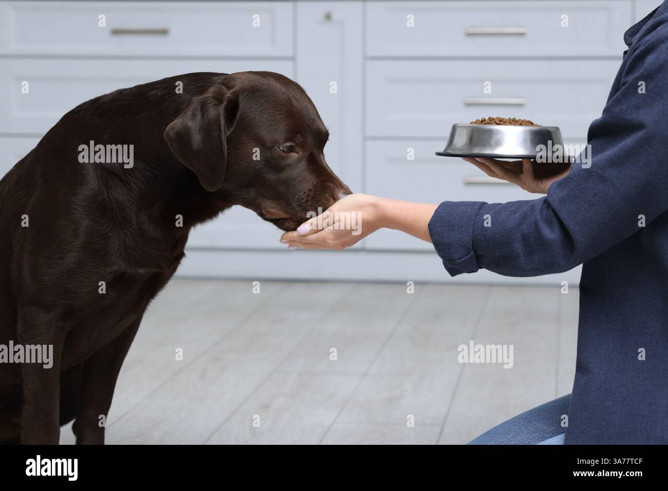 Frau mit Futterschüssel, die ihrem Hund drinnen trockenes Futter gibt, Nahaufnahme Stockfoto