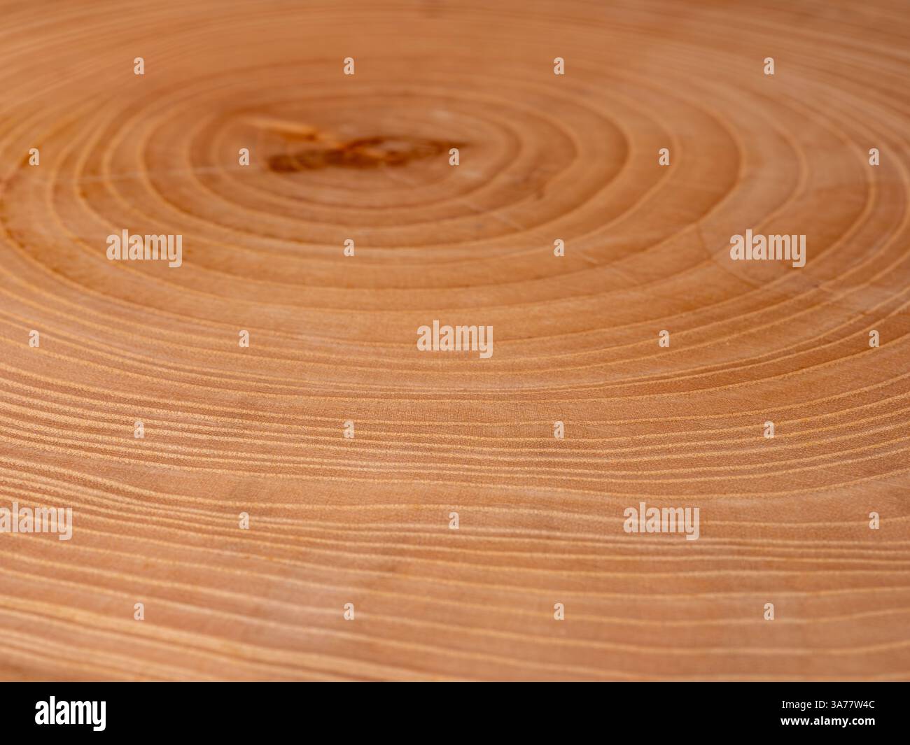 Holzquerschnitt eines Baumstamms mit konzentrischen Jahresringen. Diese Ringe zeigen das Alter des Baumes an und die Wachstumsbedingungen in unterschiedlichen Stockfoto