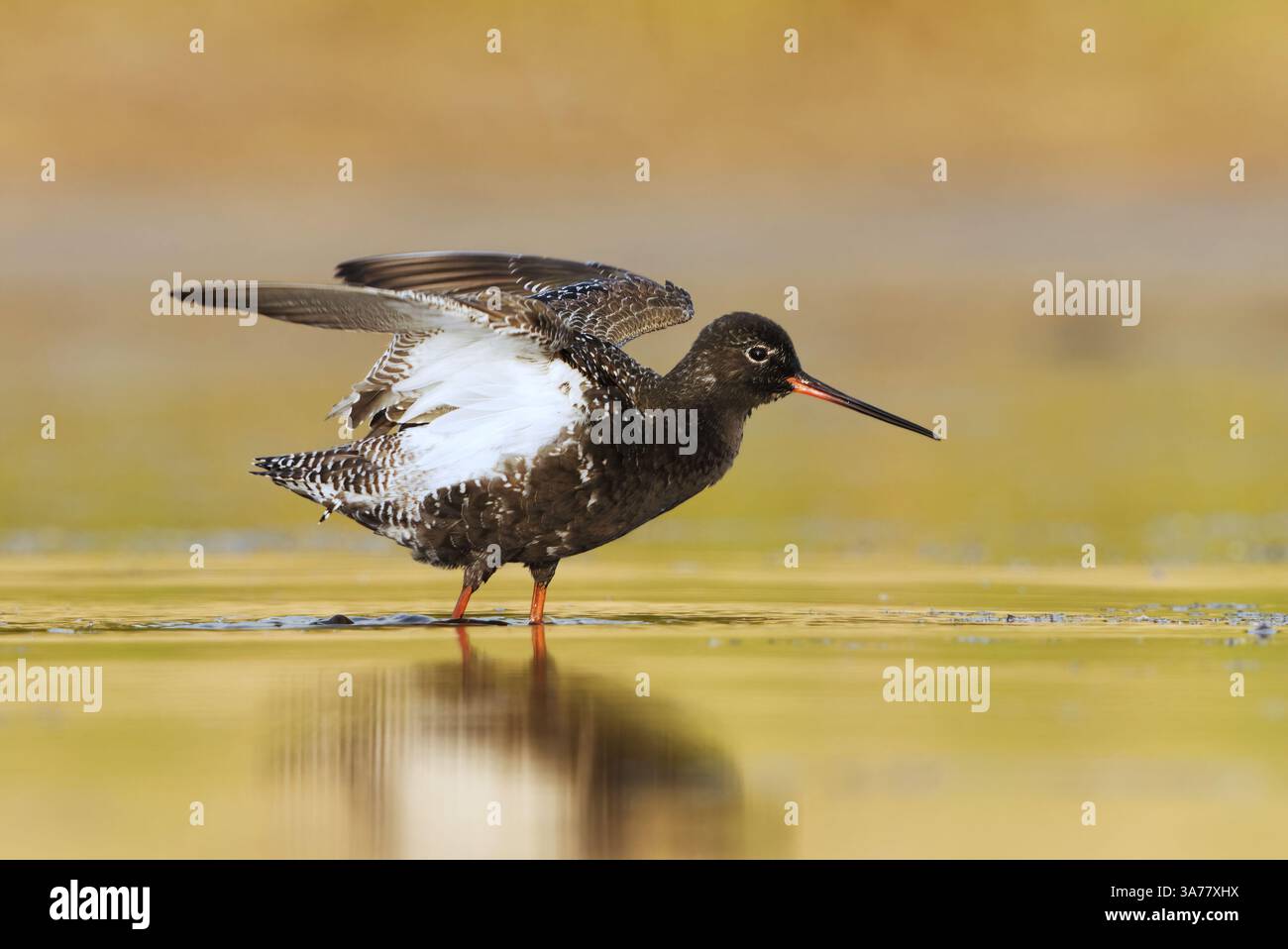 Gefleckter Rotschenkel (Tringa erythropus), der im Sommer in den Feuchtgebieten Flügel ausdehnt. Stockfoto
