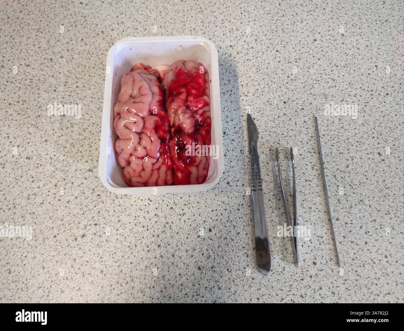 Hirn eines Kalbes mit Untersuchungsgeräten in einem Biologielabor an einer High School Stockfoto