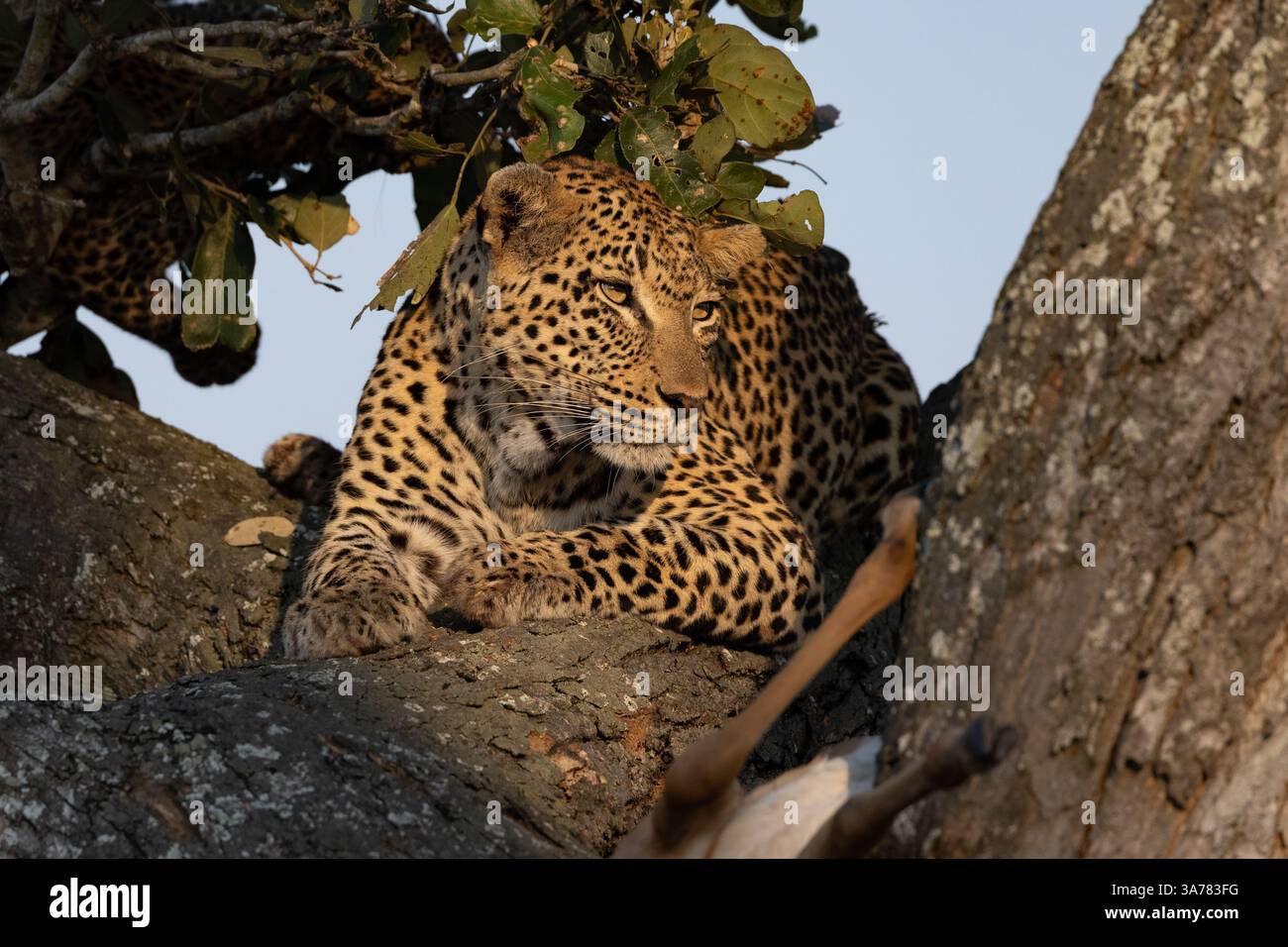 Leopardenfrau, Panthera pardus, liegt auf einem Baum. Stockfoto