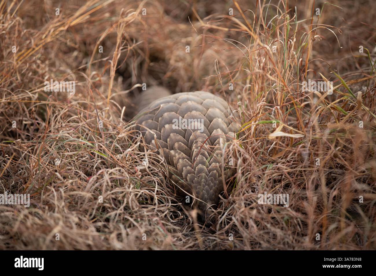 Ein Pangolin, Smutsia temminckii, der durch Gras läuft. Stockfoto