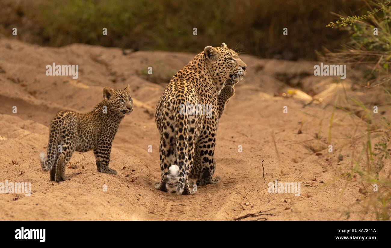 Ein weiblicher Leopard mit Jungen, Panthera pardus. Stockfoto