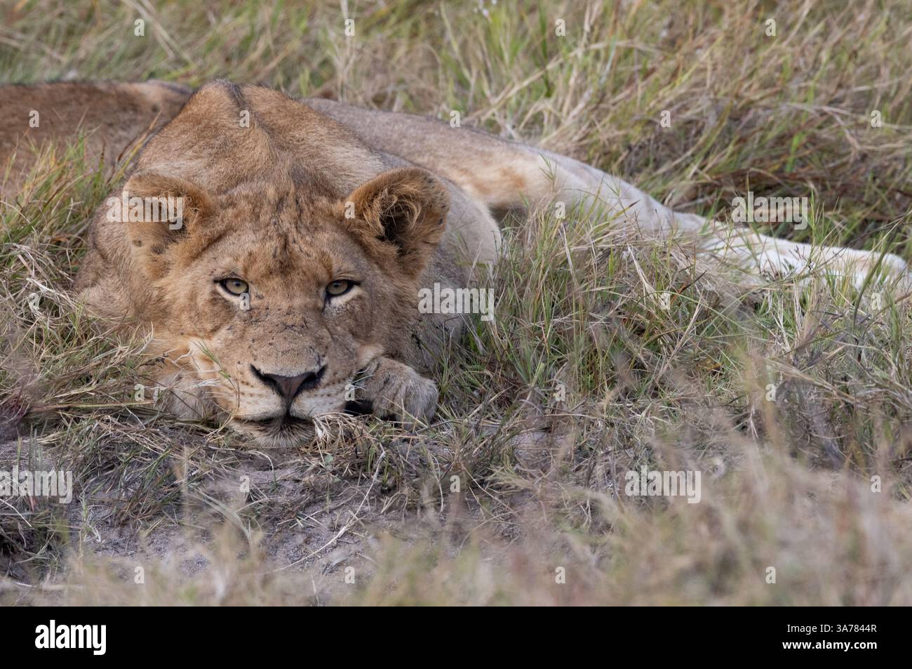 Junger Löwe starrt, Panthera leo. Stockfoto