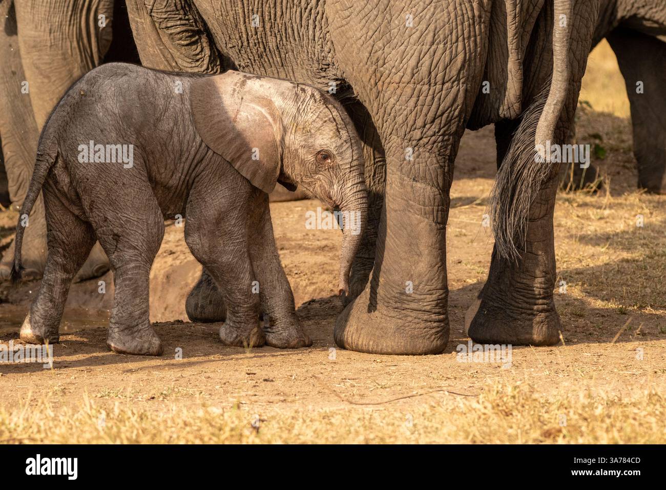 Ein junges Elefantenkalb, Loxodonta africana, steht neben seiner Mutter. Stockfoto