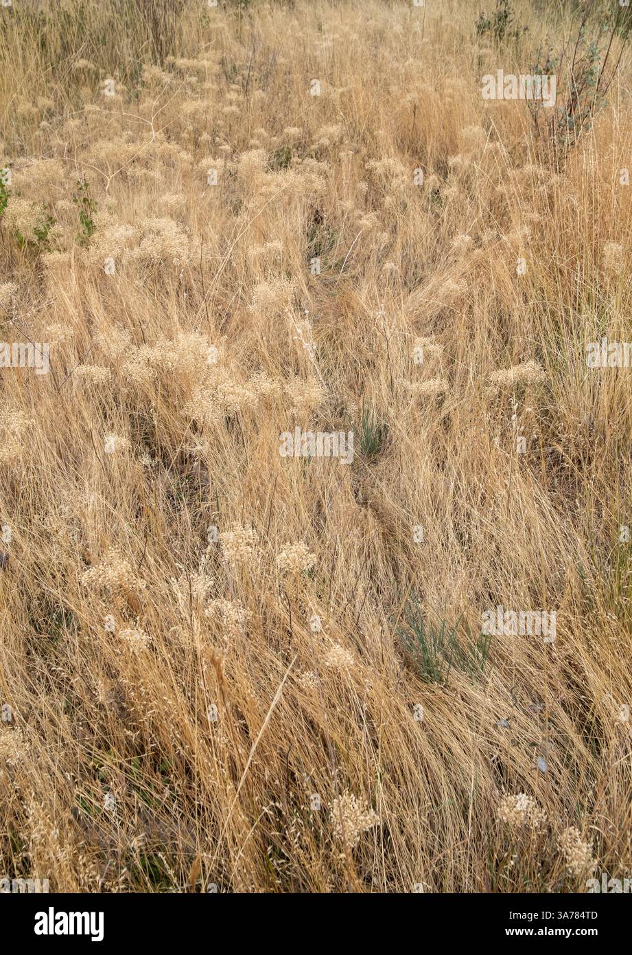 Trockene Wiesengräser, Samenköpfe und Sagebrush im Herbst, Blick von der Oberfläche. Stockfoto