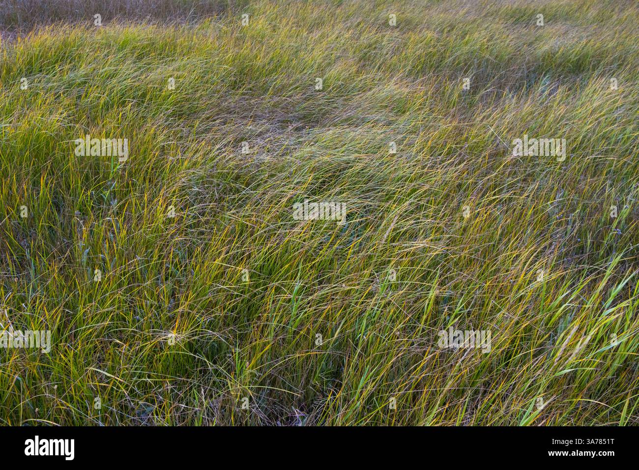Feld mit windgepeitschten Wiesengräsern und Wildblumen, Lake Tahoe, Kalifornien, USA Stockfoto