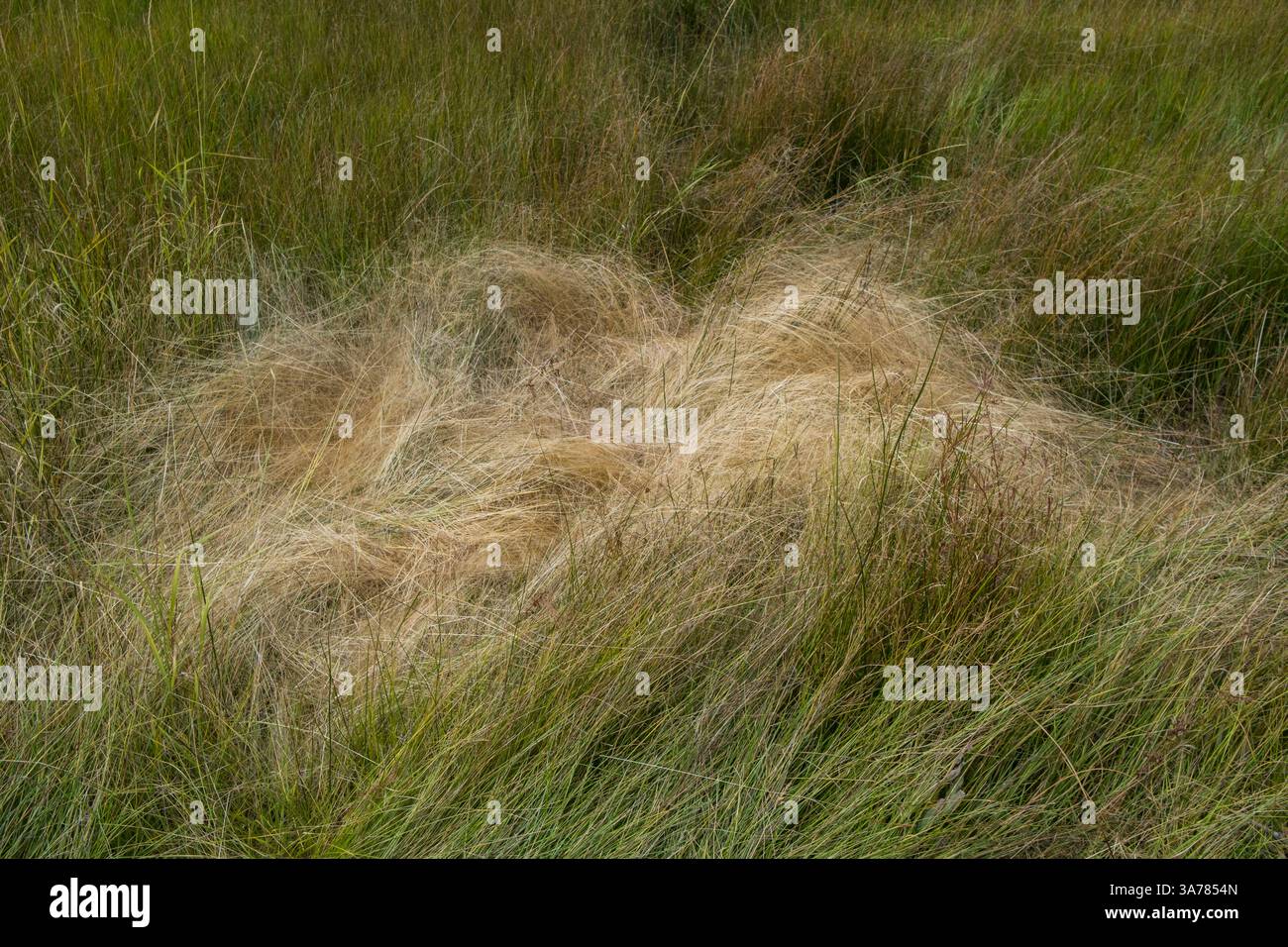 Feld der windgepeitschten Wiesengräser im Herbst, Lake Tahoe, CA, USA Stockfoto