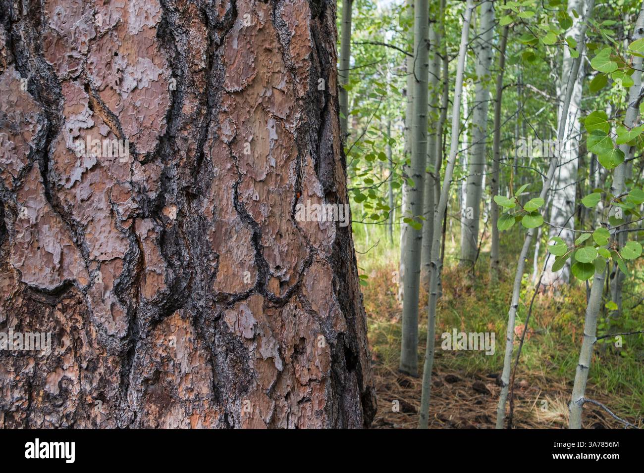 Alte Jeffrey-Kiefern- und Espenhaine in der High Sierra. Stockfoto