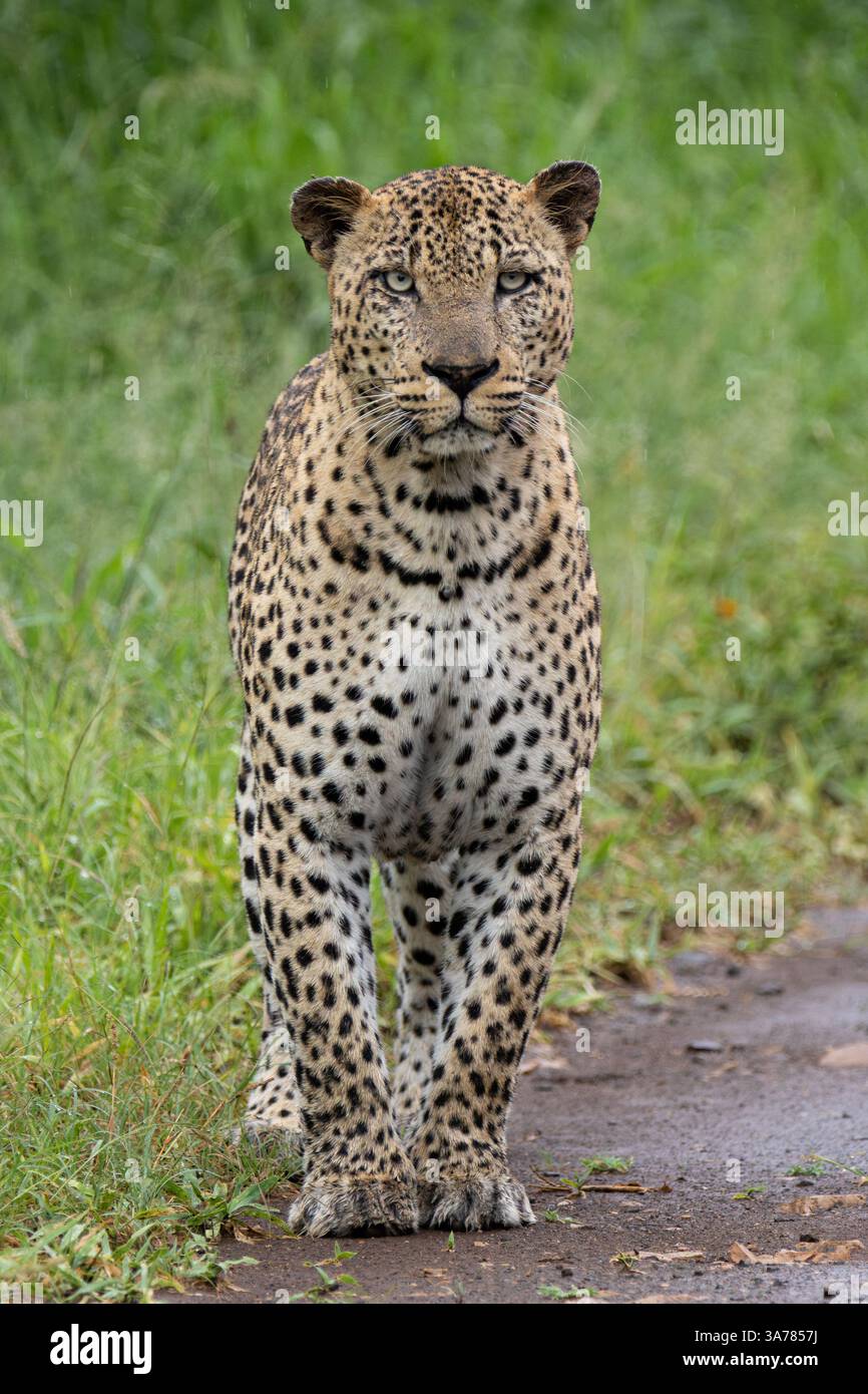Ganzkörperporträt eines beeindruckenden männlichen Leoparden (Panthera pardus), der direkt in die Kamera im grünen afrikanischen Busch – dem Kruger-Nationalpark – starrt Stockfoto
