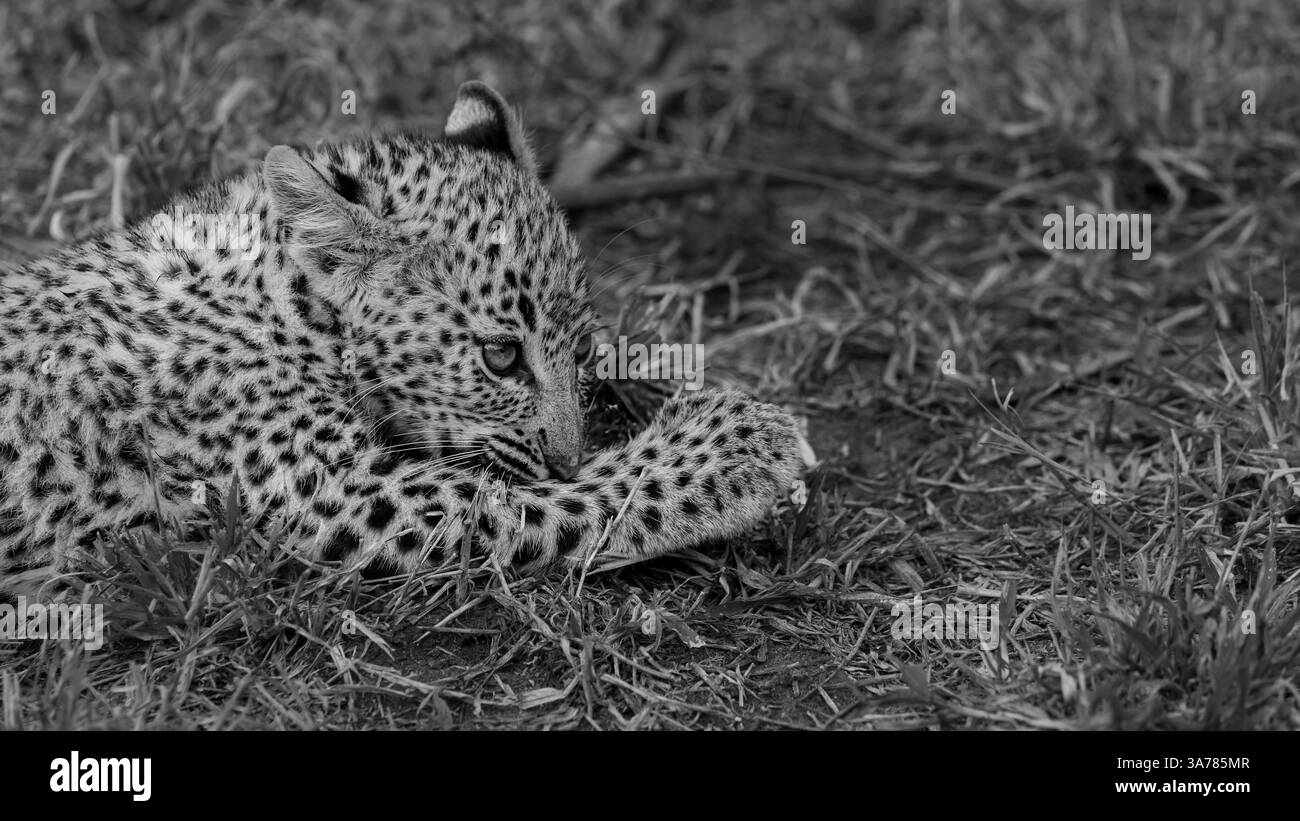 Leopard, Panthera pardus, Jungfrau ruhend, schwarz-weiß. Stockfoto