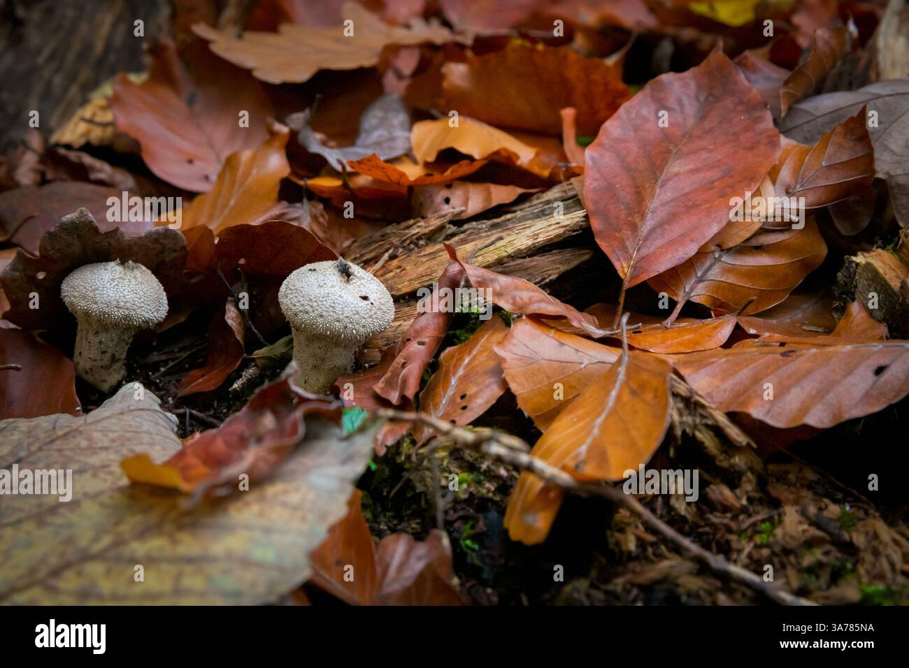 Herbstwaldboden mit Pilzen - Kipfenberg Deutschland Stockfoto