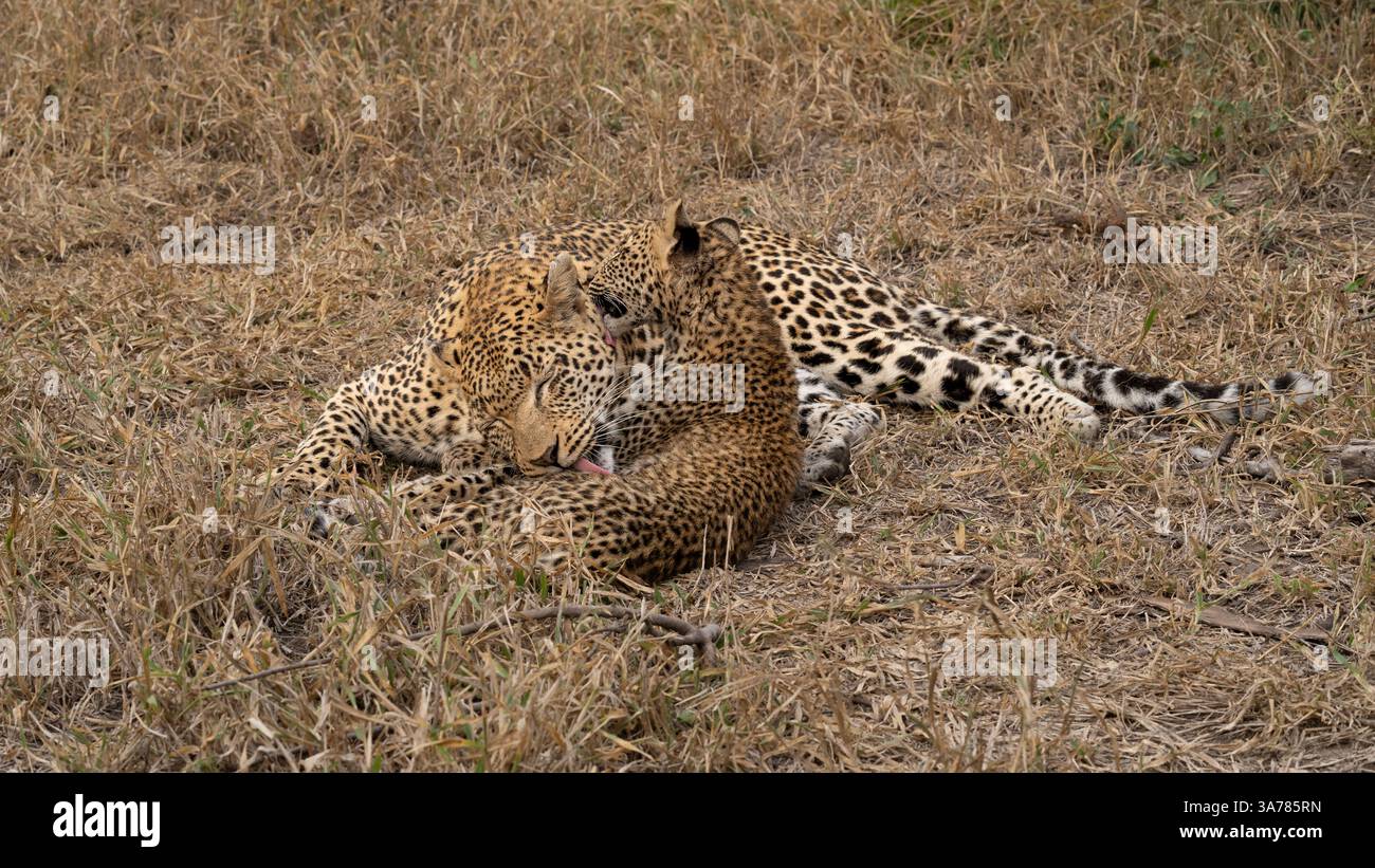 Leopard, Panthera pardus, weibliche, die ihr Junges pflegt. Stockfoto