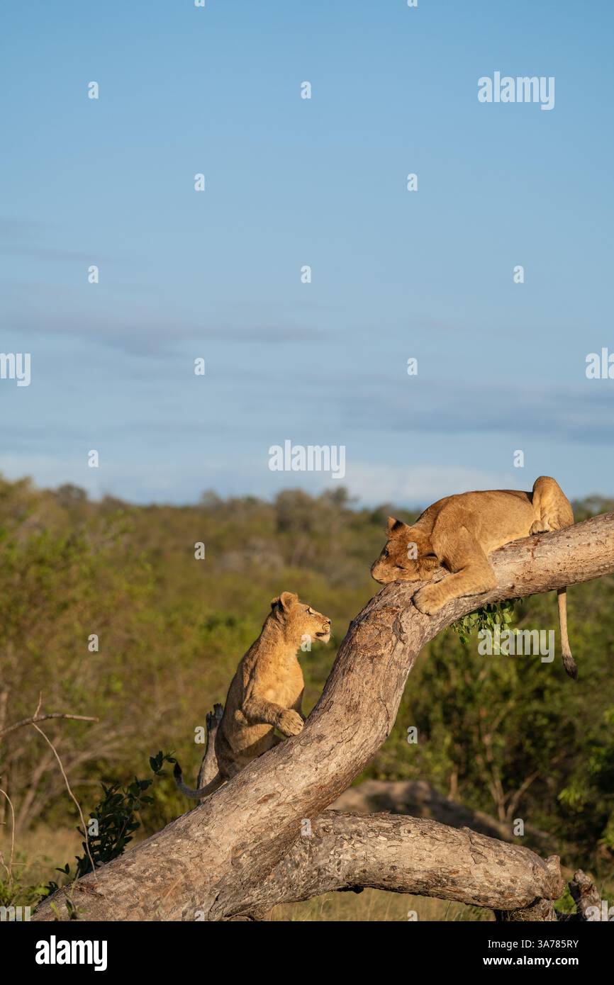 Zwei Löwenjungen, Panthera leo, klettert auf einen Baum. Stockfoto