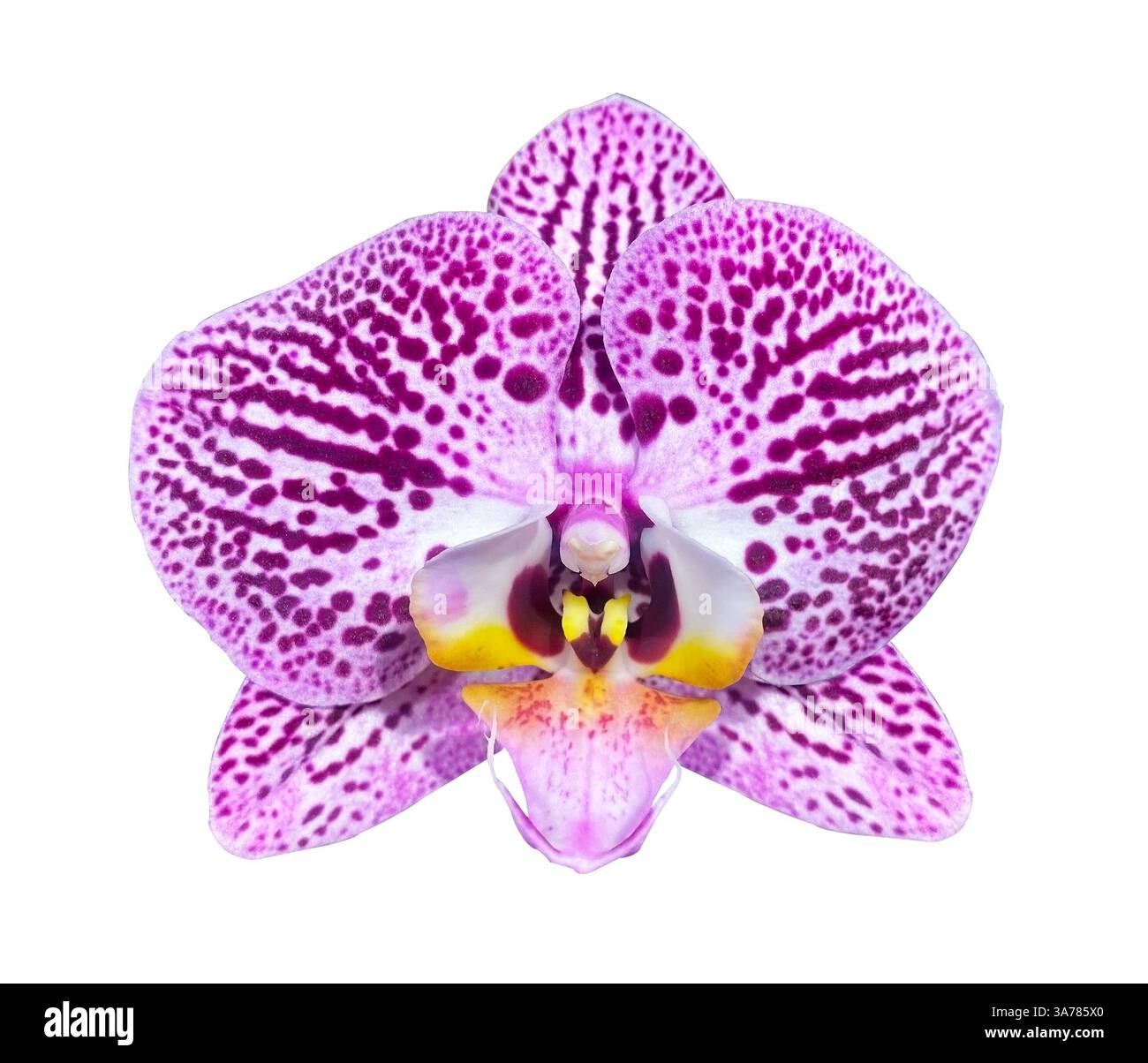 Nahaufnahme der blühenden Orchideenblüte mit violetten Punkten isoliert auf weißem Hintergrund. Blumendesign für Karten, Einladungen, Poster. Stockfoto