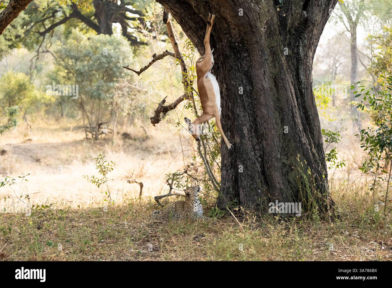 Leopardenjunges, Panthera pardus, mit einem Kadaver, der von einem Baum fällt. Stockfoto