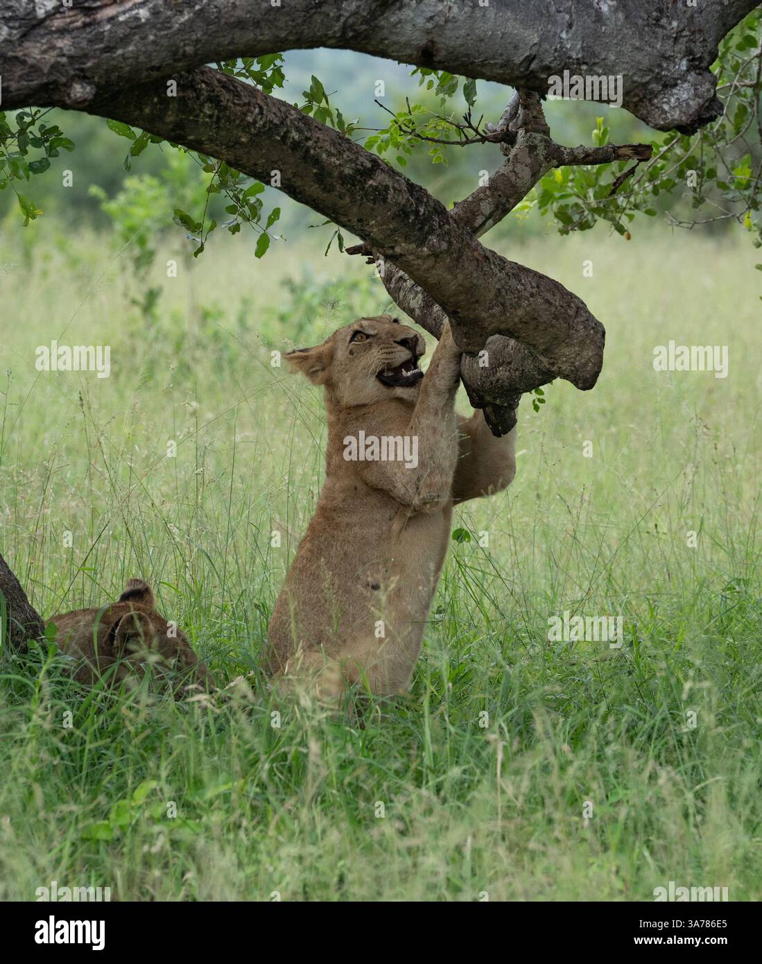 Löwenjunge, Panthera leo, spielt mit einem Baumzweig. Stockfoto