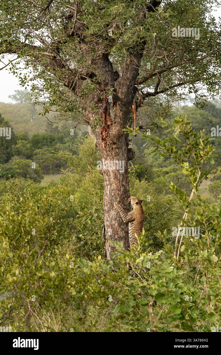Leopard, Panthera pardus, Mann, der einen Baum auf einen Kadaver klettert. Stockfoto