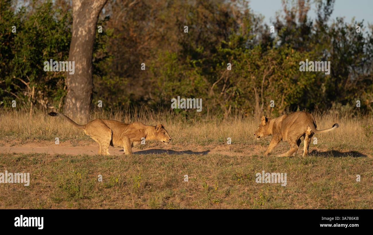 Lion Cubs, Panthera leo, Jungen spielen zusammen. Stockfoto