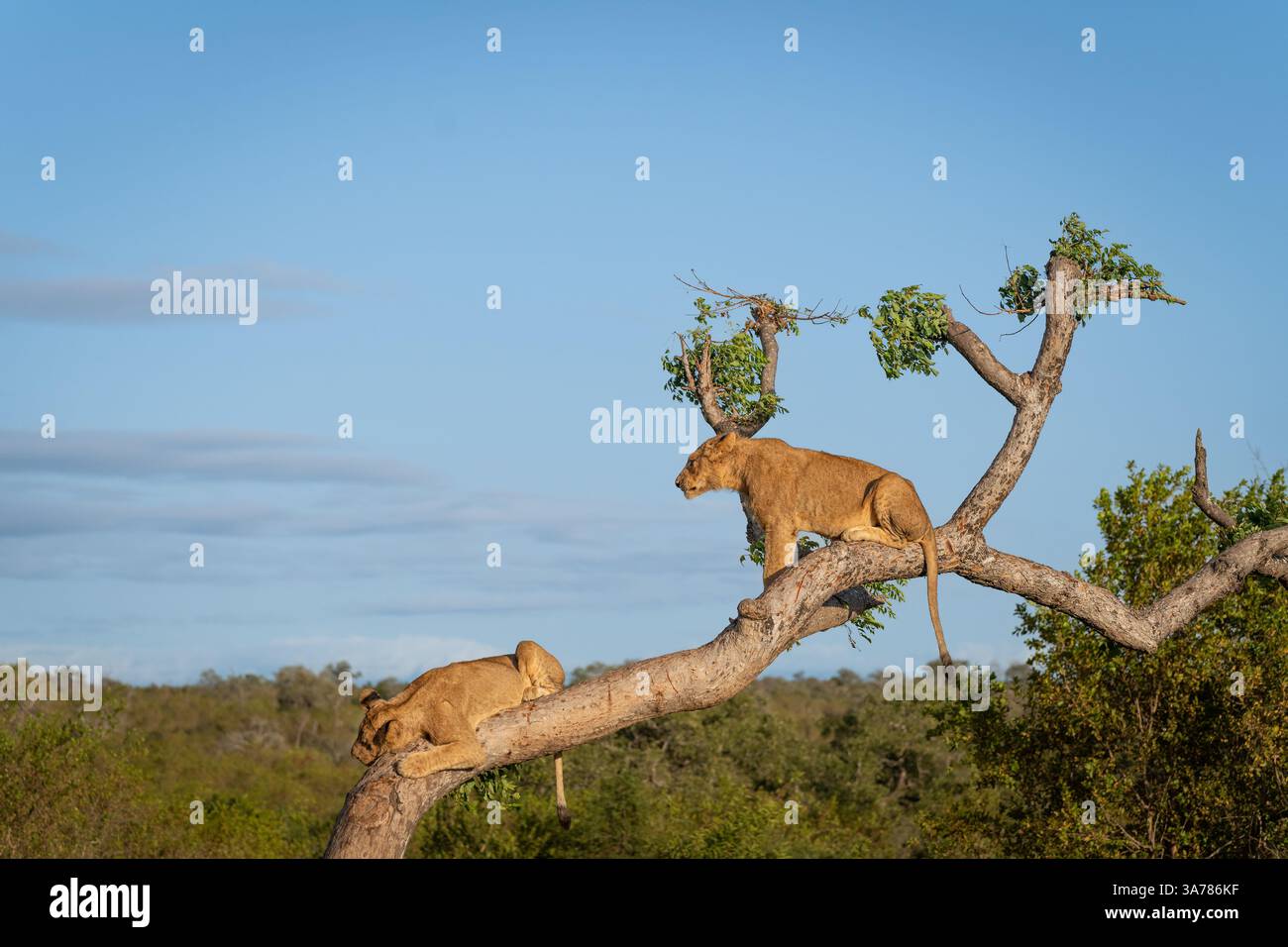 Löwenjungen, Panthera leo, spielen in einem Baum. Stockfoto