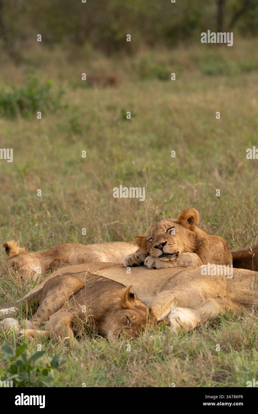 Löwe, Panthera leo, Löwenstolz ruht. Stockfoto