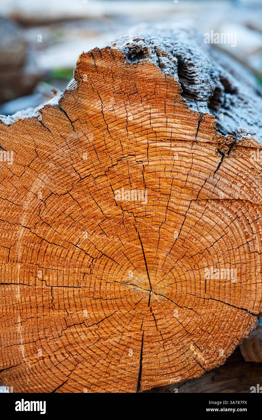 Frisch geschnittene Erle, Querschnitt des Stammes mit den Ringen und Rissen des Holzes. Stockfoto
