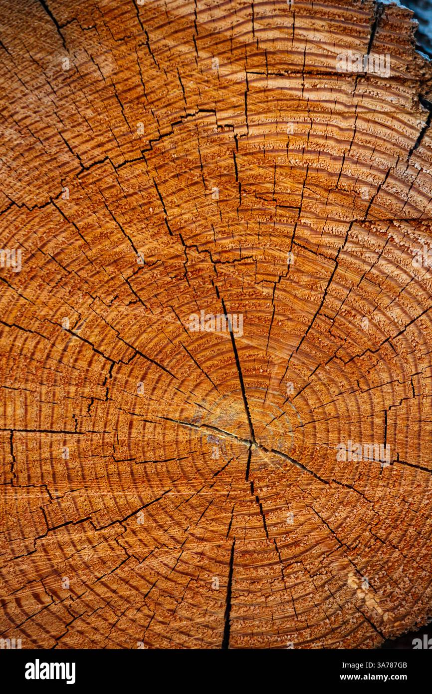 Frisch geschnittene Erle, Querschnitt des Stammes mit den Ringen und Rissen des Holzes. Stockfoto