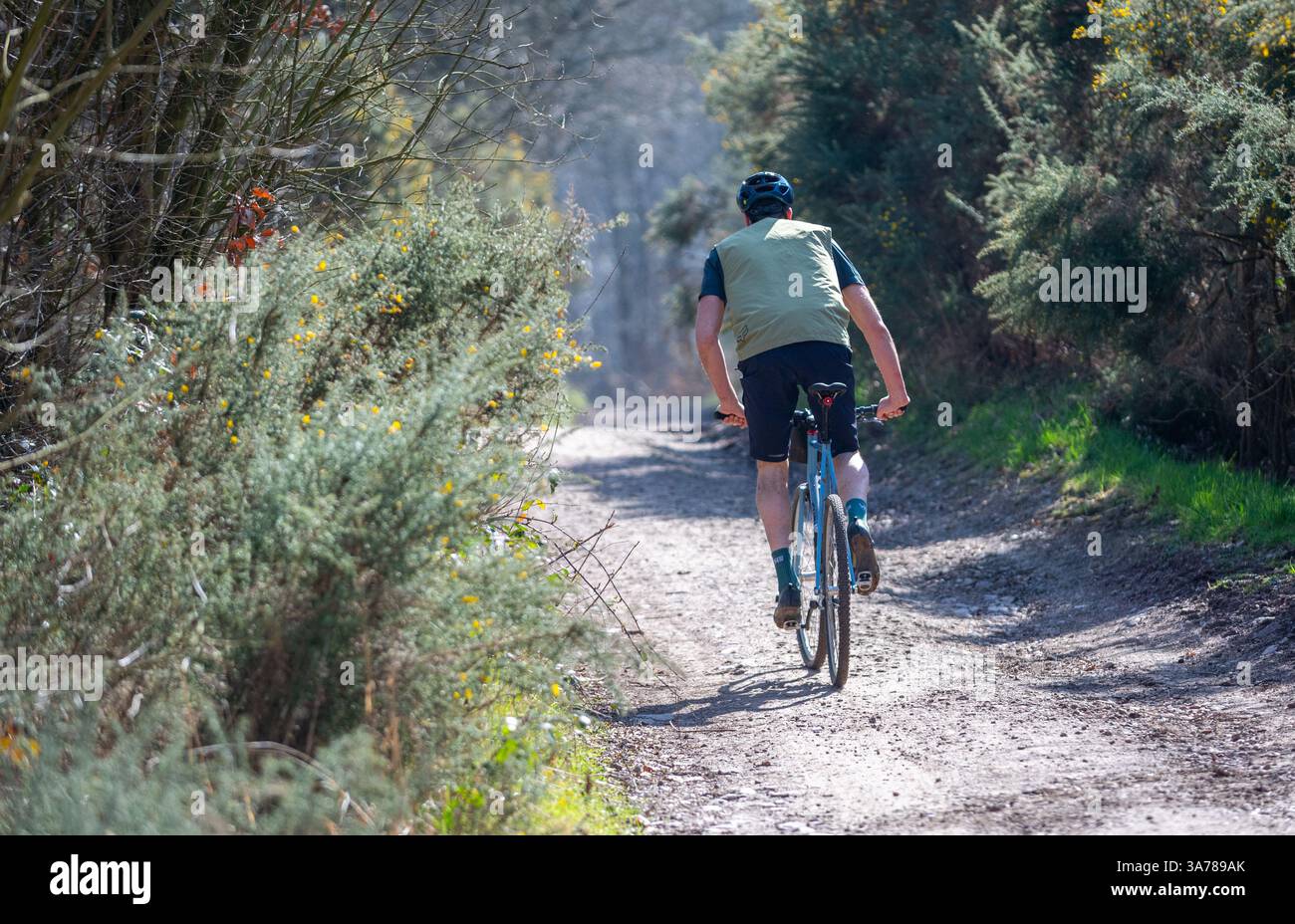 Mann, der mit einem Berg- oder Schotterrad auf einer Waldbrücke im Sherwood Forest fährt. Stockfoto