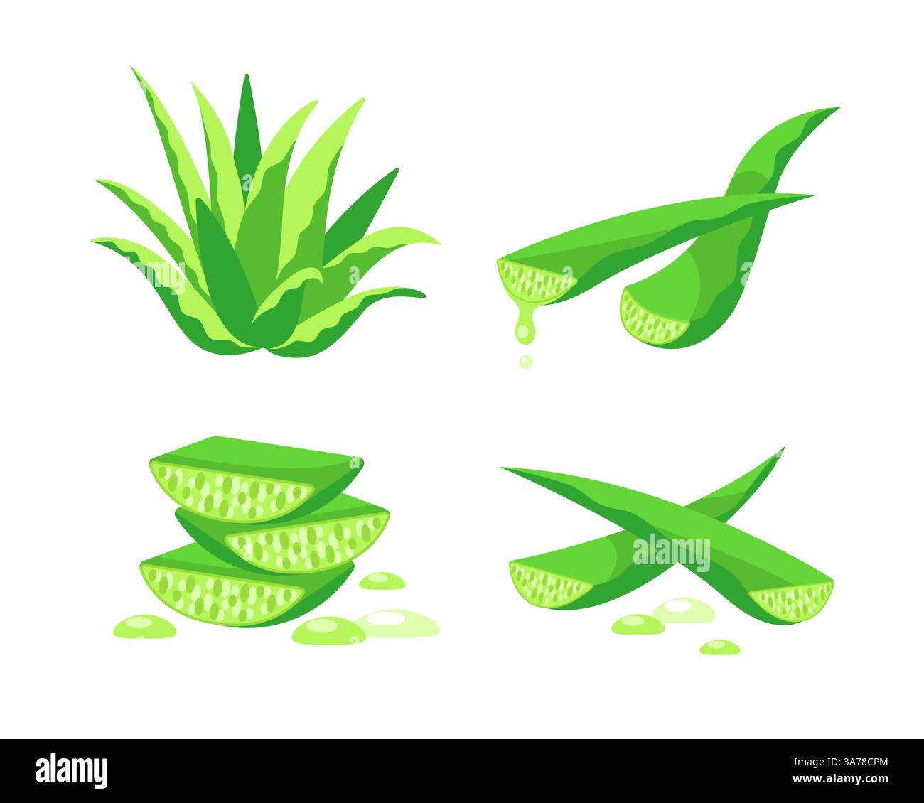 Aloe Vera-Set. Die Essenz der Aloe Vera-Pflanze tropft vom Stamm. Heilpflanzenblätter Stock Vektor