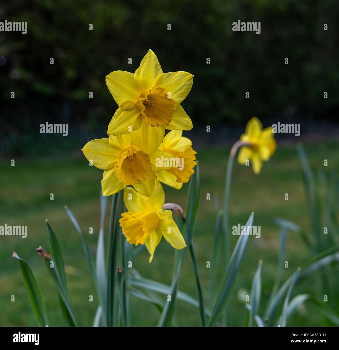 Leuchtend gelbe Narzissen blühen in einem Garten mit grünem Laub im Hintergrund an einem Frühlingstag Stockfoto