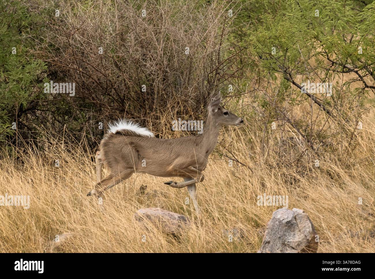 Ein Coues Whitetail-Hirsch zieht durch die Graslandschaft in den Ausläufern der Santa Rita Mountains am Fuße des Madera Canyon, Sonoran Desert, Coronad Stockfoto