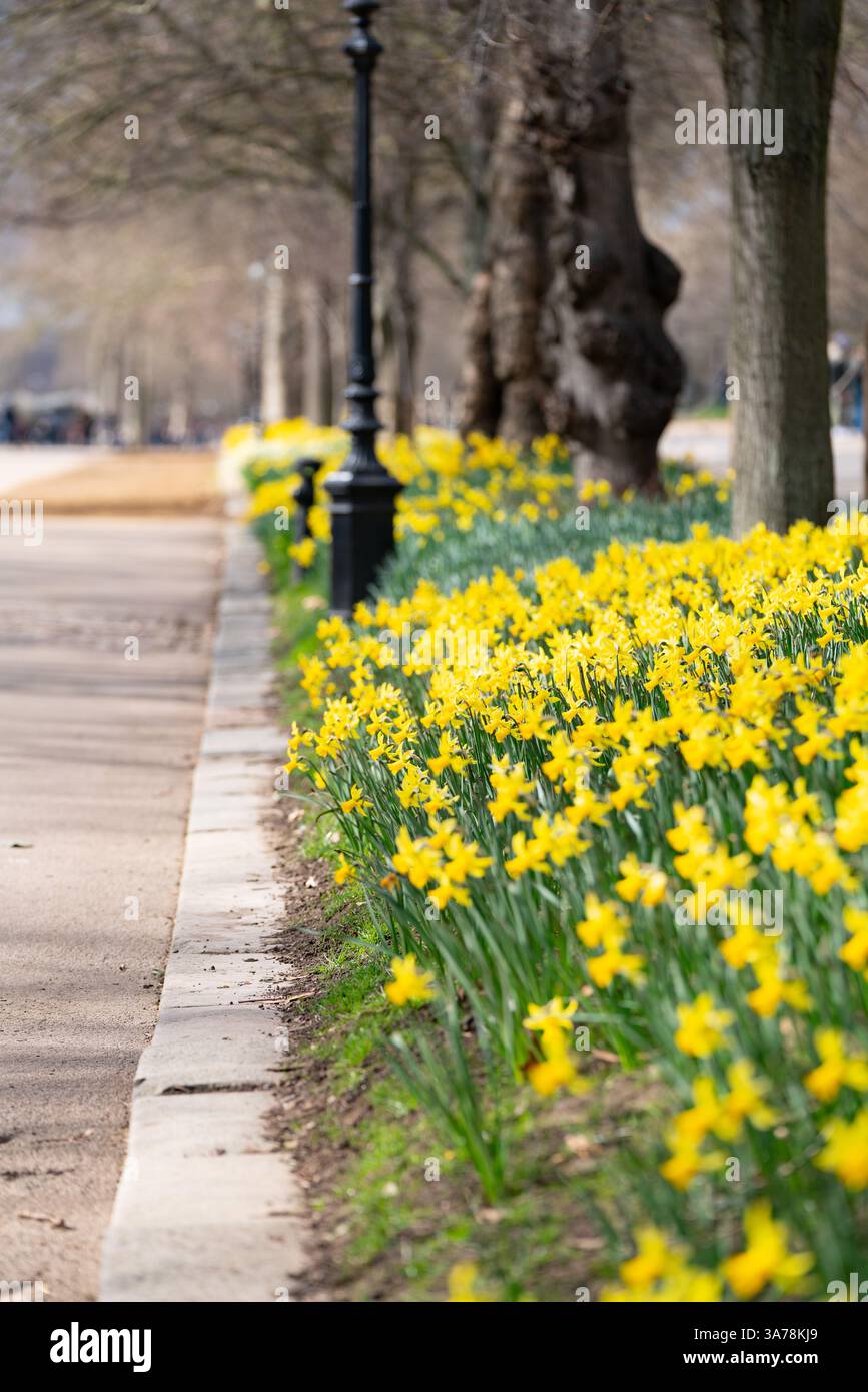 Königlicher Park in London England mit gelben Narzissen in Blumenbeeten. Stockfoto