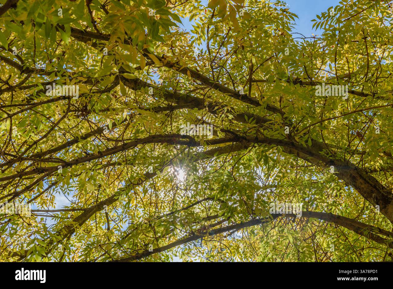 Jahreszeitwechsel am Lake Canobolas im Herbst bei Orange am Fuße des Mount Canobolas, im Zentralwesten von NSW, Australien. Stockfoto