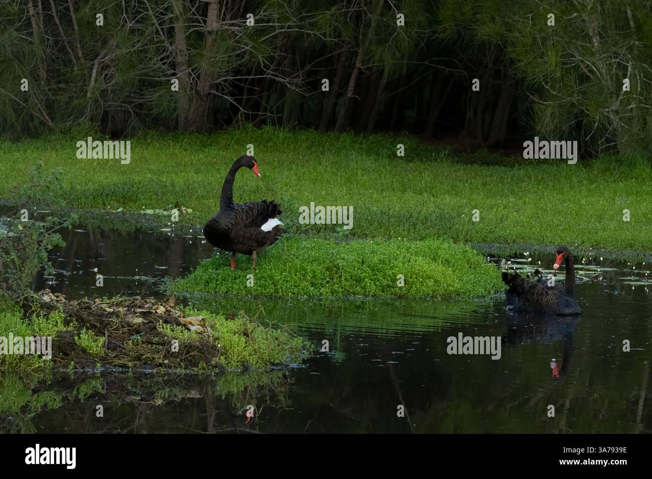 Der Schwarze Schwan (Cygnus atratus) ist der einzige vollständig schwarze Schwan der Welt. Sie können überall dort auftreten, wo es ein Feuchtgebiet oder Flussmündungen gibt. Stockfoto