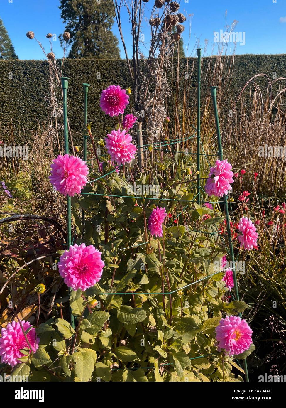 Rosafarbene Dahlien, gestützt von einem Gartenrahmen in voller Blüte an einem sonnigen Tag in Irland. Stockfoto