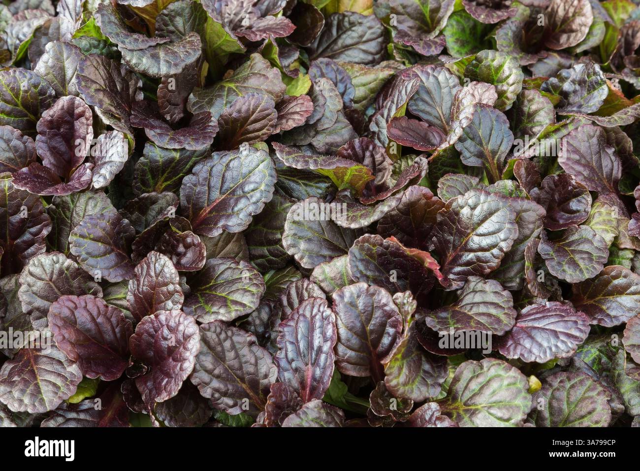 Nahaufnahme von Ajuga Reptans „Black Scallop“ – Teppichkrautweed, der in einer gewerblichen Gärtnerei wächst. Stockfoto