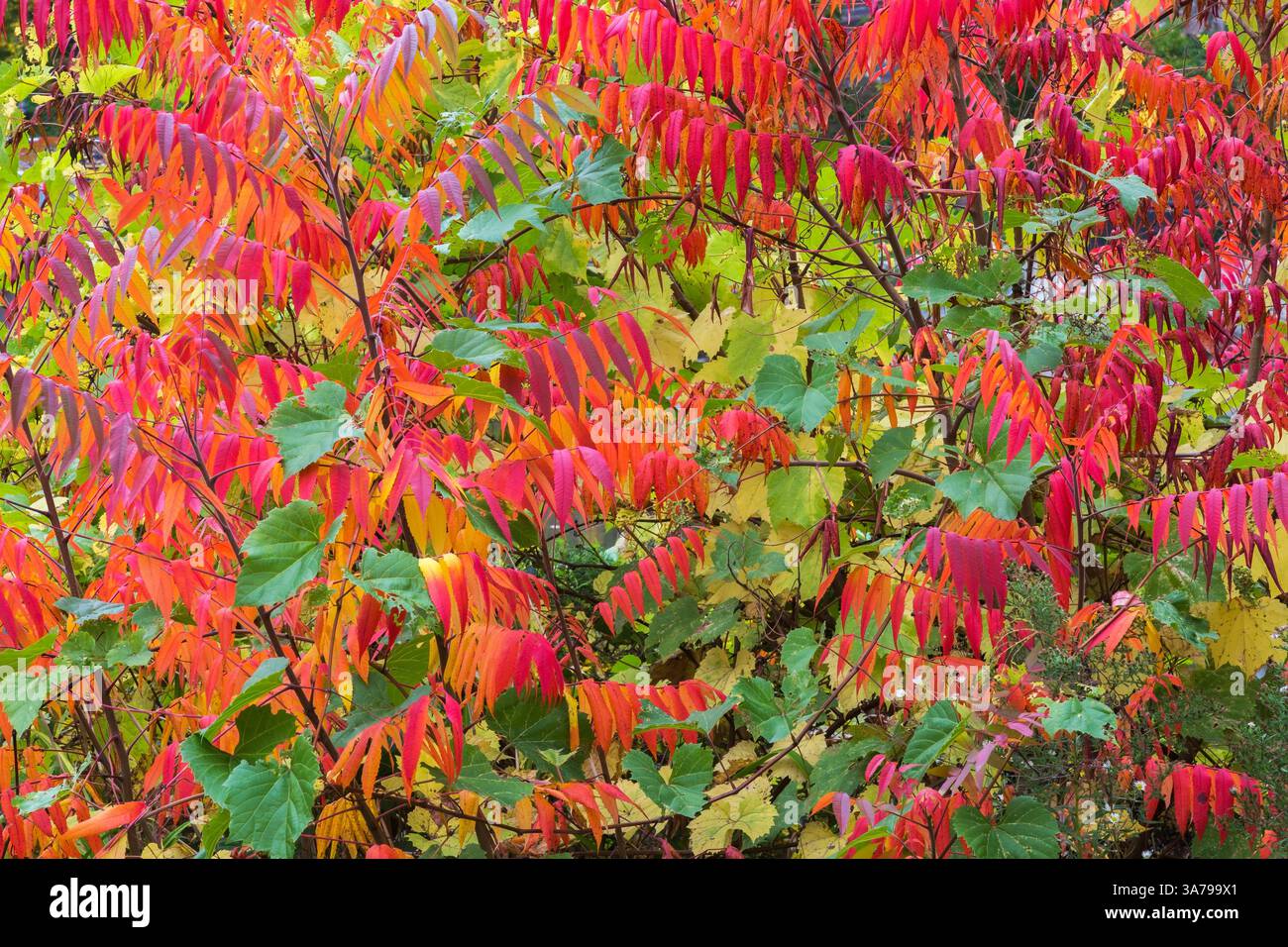 Rhus typhina - Samtene Sumac Sträucher im Herbst. Stockfoto