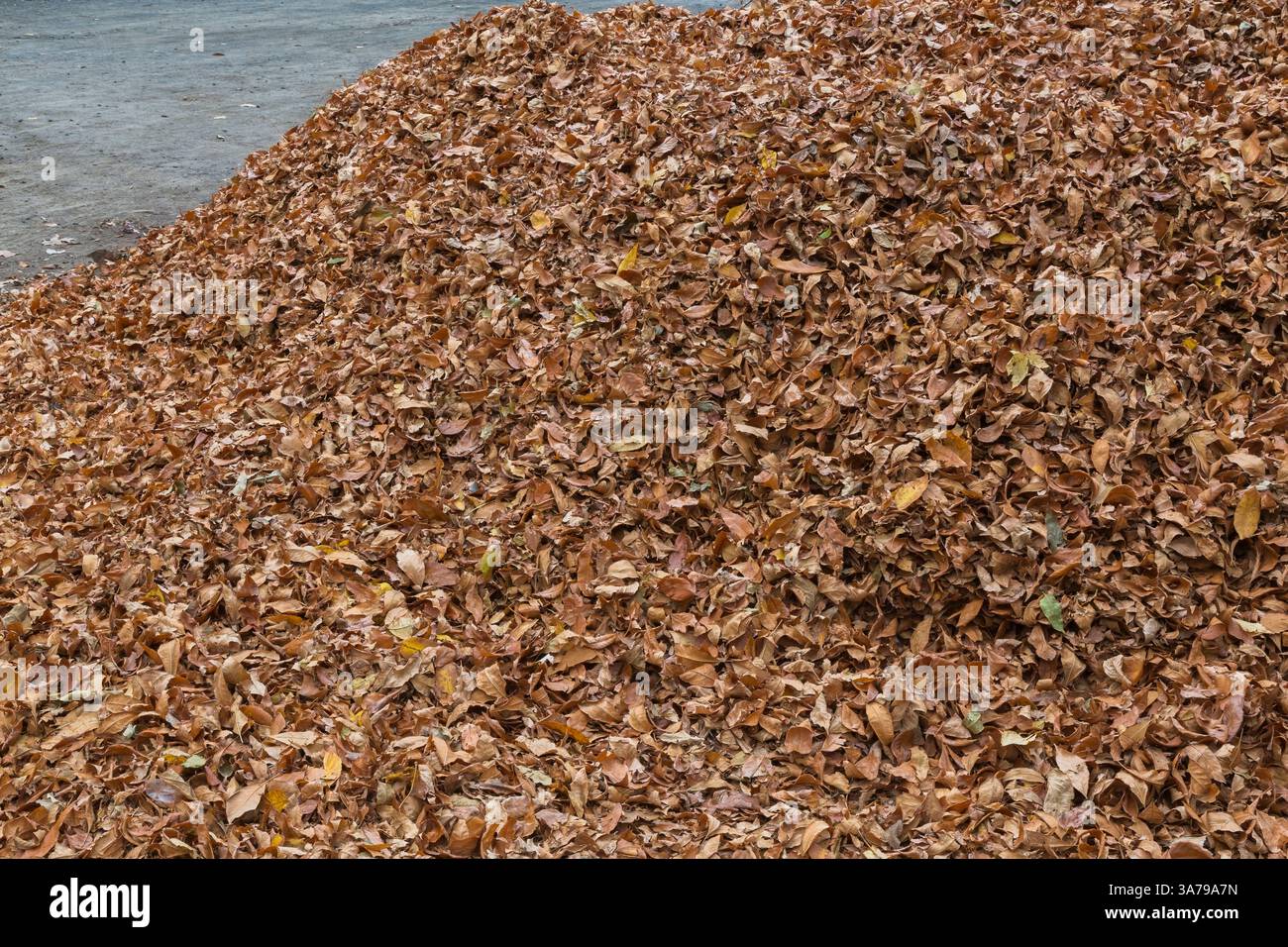 Gefallene Blätter, die im Herbst zu einem Haufen für die Kompostierung gesammelt wurden. Stockfoto