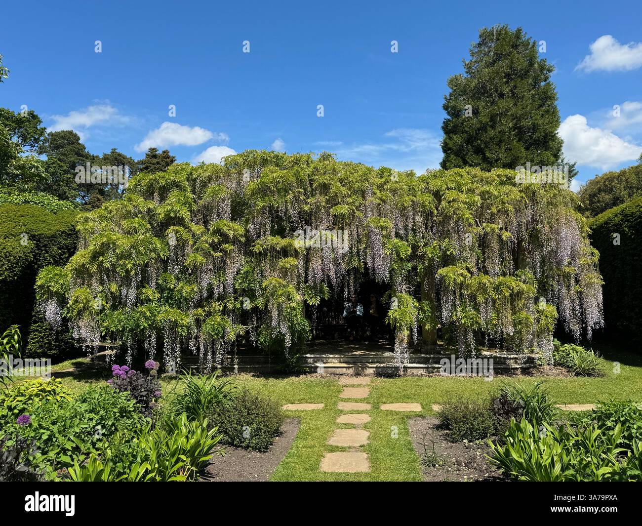 Die herrlichen blühenden Glyzinien an einem sonnigen Tag im Sundial Garden of Exbury Gardens, Hampshire, Großbritannien. - Smartphone-aufgenommenes Stockfoto