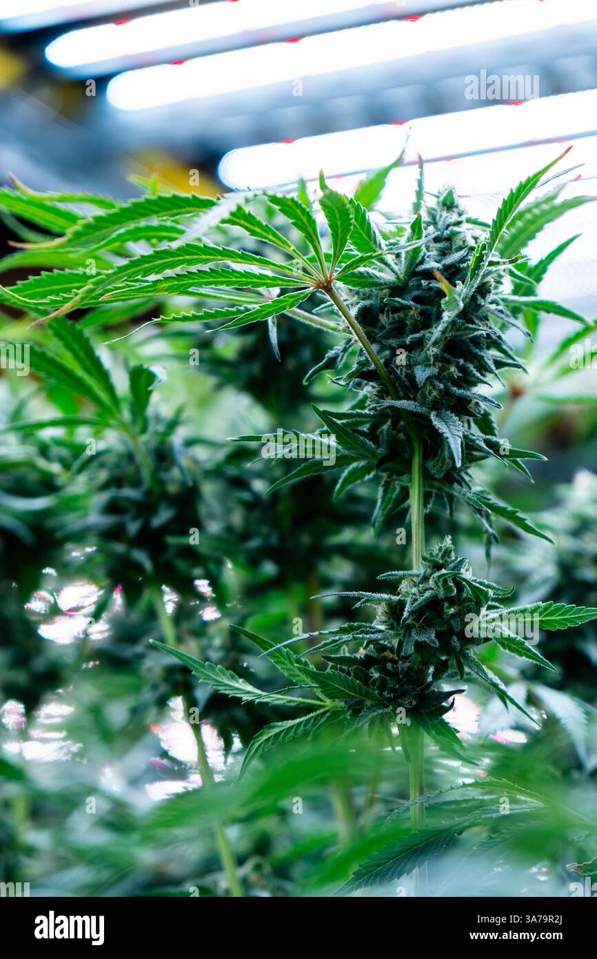 Cannabis unter knstlicher beleuchtung -Fotos und -Bildmaterial in hoher  Auflsung  Alamy