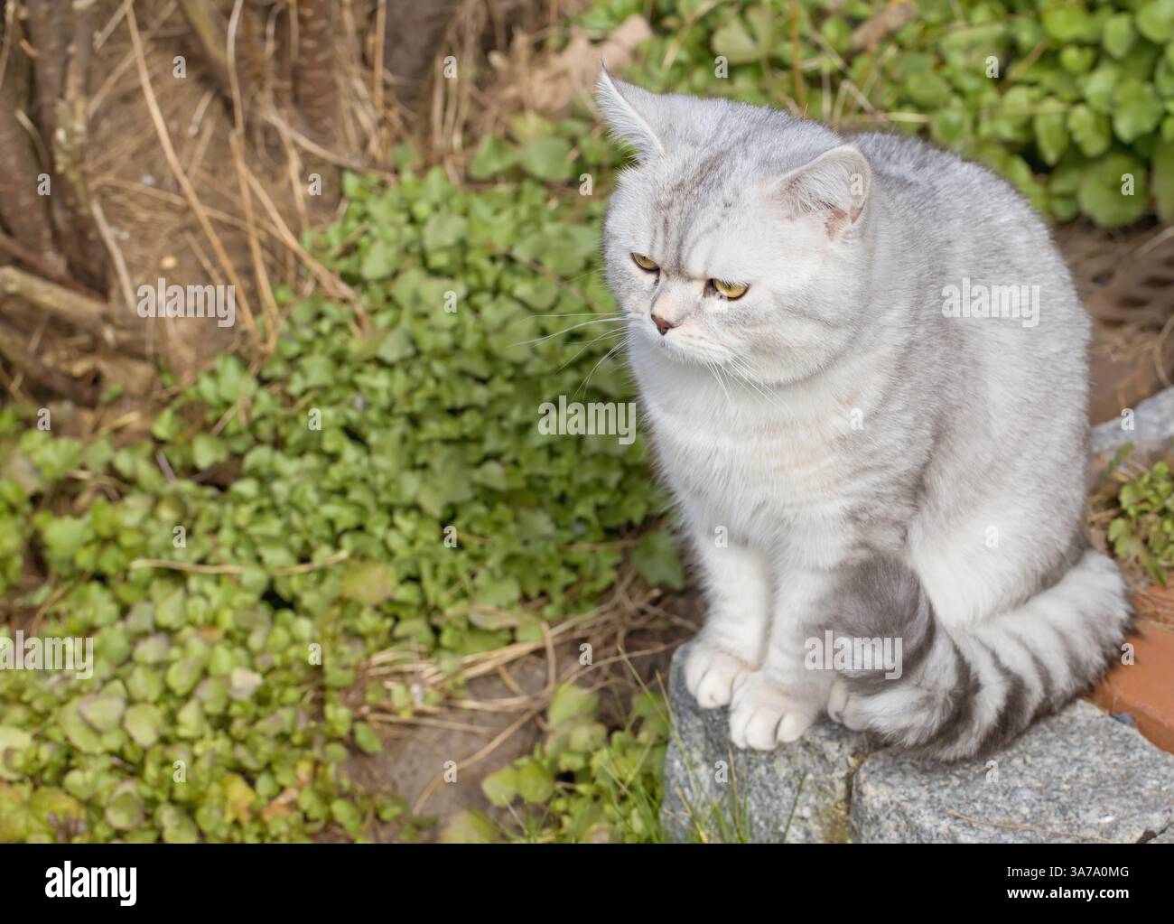 Britische Kurzhaarkatze sitzt im Garten Stockfoto