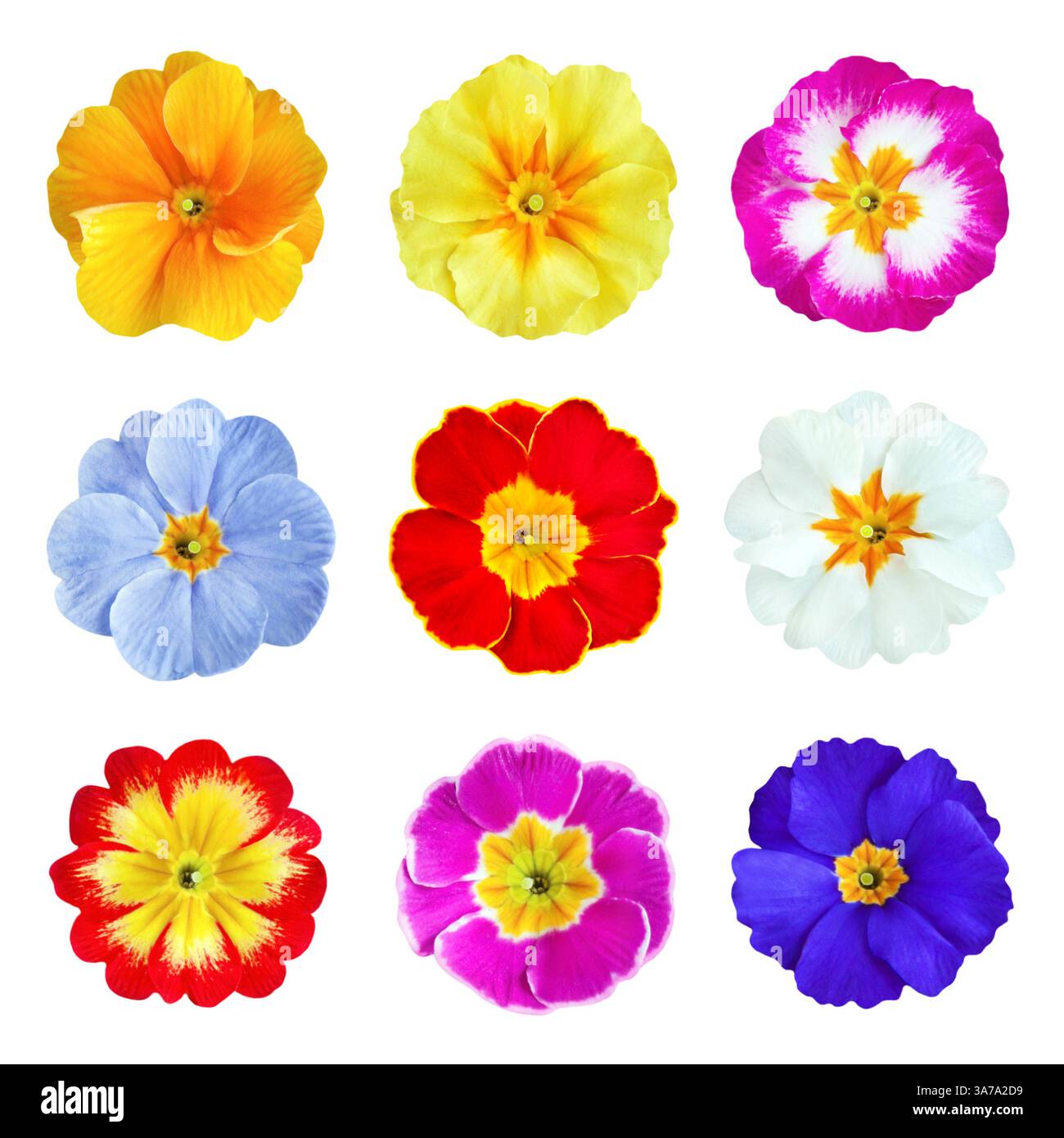 Verschiedene farbenfrohe Primaten isoliert auf weißem Hintergrund Stockfoto