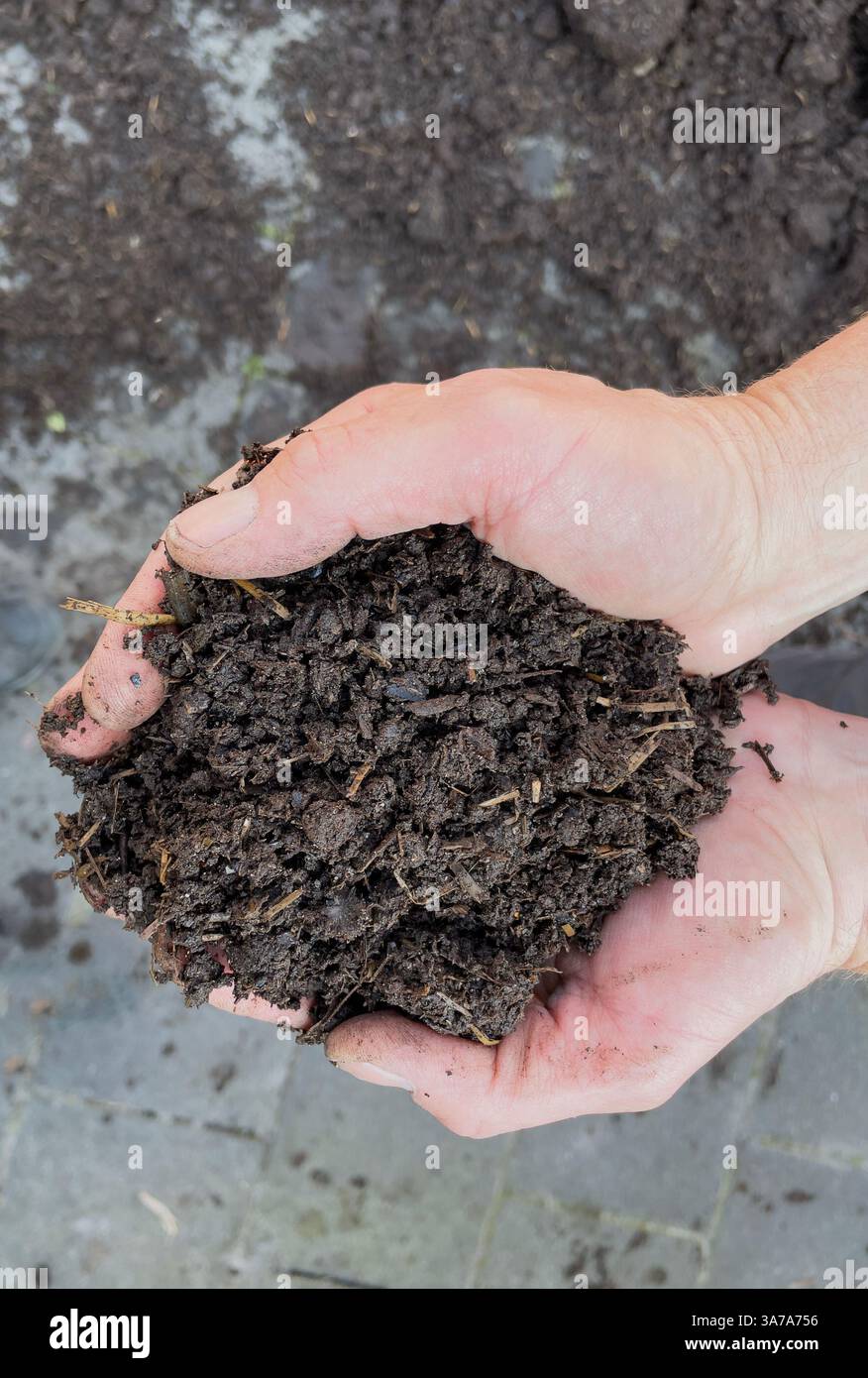 Nahaufnahme von zwei Händen voll fermentierten schwarzen Bodens für den Kohlenstoffanbau. Torffreies Substrat. Stockfoto