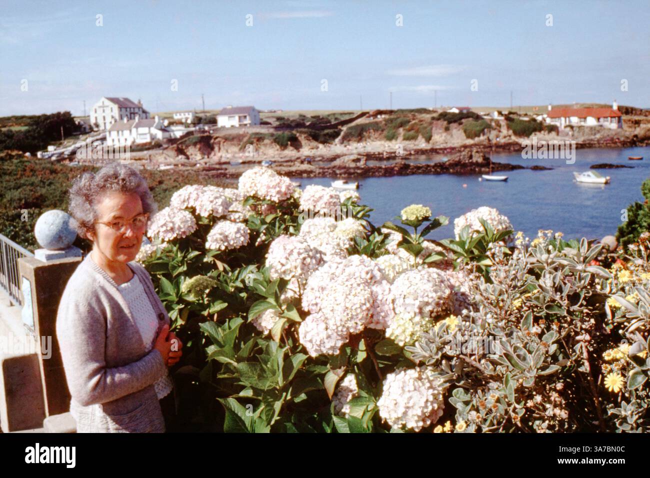Ein ruhiger Moment, der in den 1960er Jahren in Bull Bay, Anglesey, Wales, festgehalten wurde. Eine Frau steht neben blühenden Hortensien mit Blick auf die ruhige Bucht mit Fischerbooten. Stockfoto