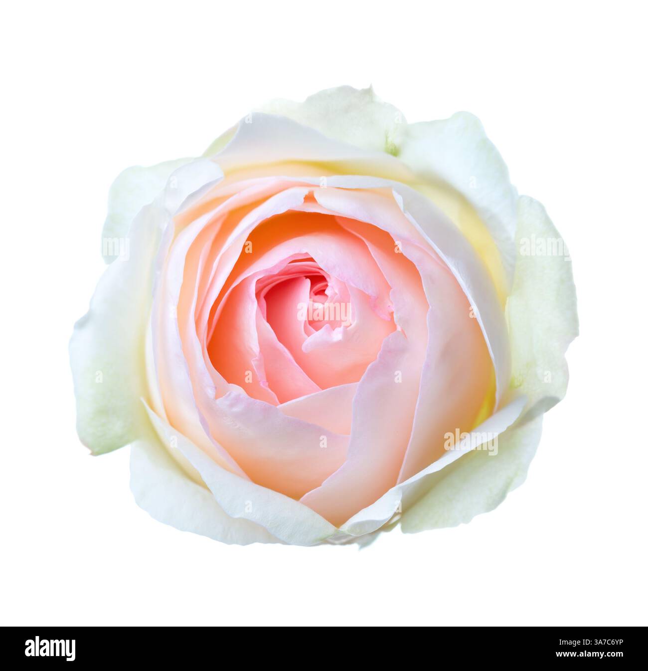 Hellrosa Rose mit blassgrünen unteren Blütenblättern isoliert auf weißem Hintergrund. Stockfoto