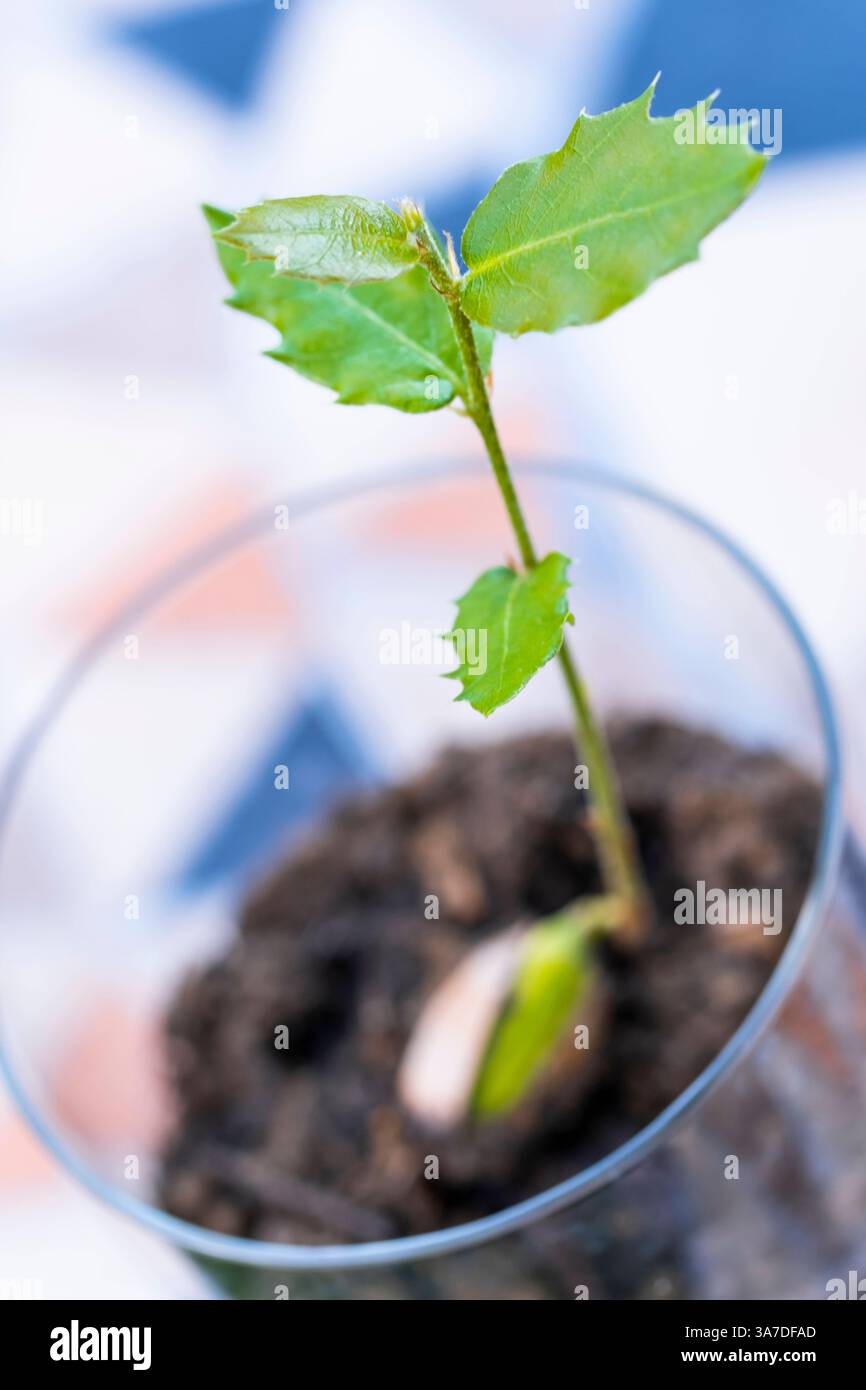 Holly Eiche Spross wächst in einem Glas mit Boden, repräsentiert neues Leben, Wachstum und Umweltschutz Navarra SPANIEN Copyright: XMikelxBilbaox/x Stockfoto