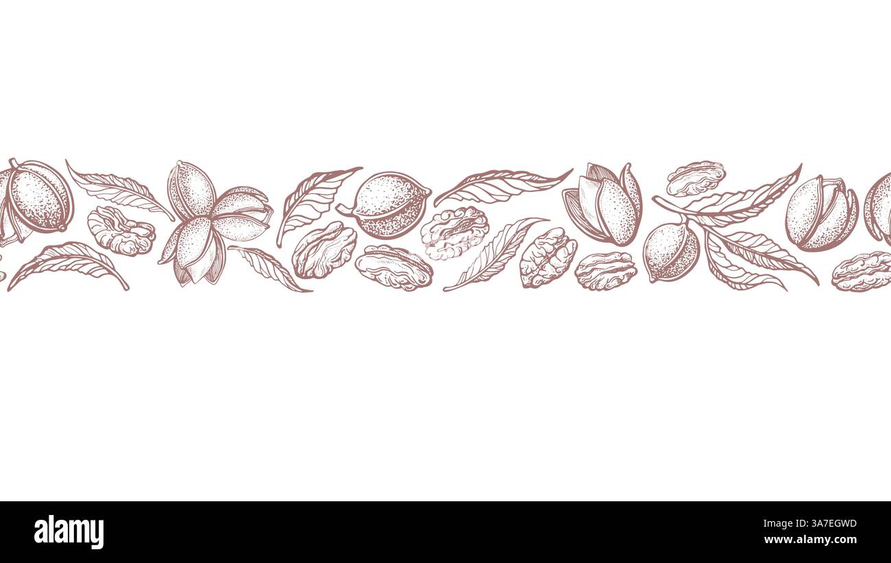 Pekannusdruck. Texturrand, Grafikstreifen. Vektormuttern, Blätter. Vintage Botanik handgezeichnet Hintergrund. Bio-Eiweißfutter Stock Vektor