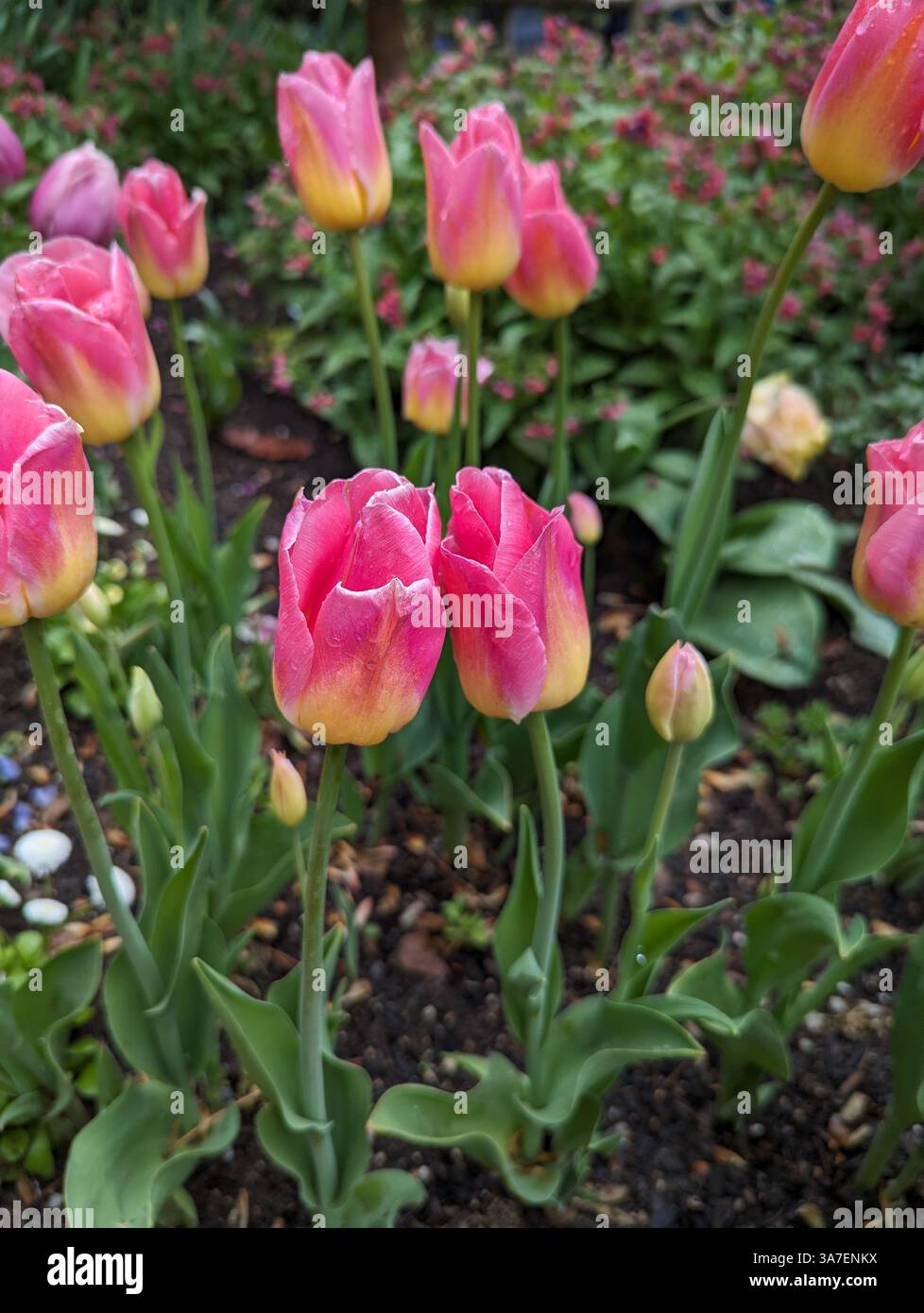 Lebendige Tom Pouce Tulpen in Bloom: Eine farbenfrohe Frühlingsgartenszene. Stockfoto