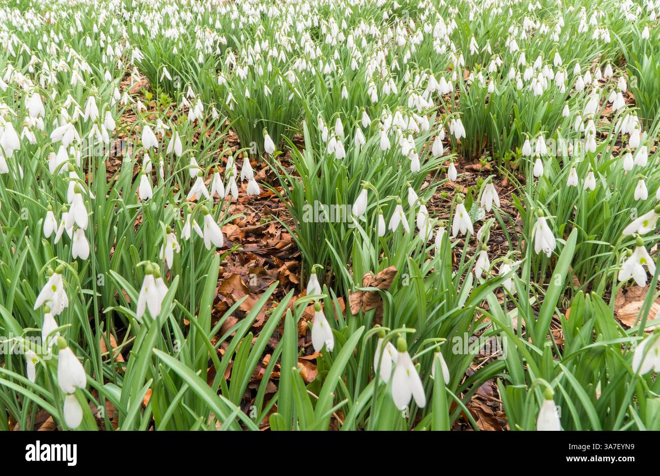 Ein Teppich aus Schneeglöckchen auf einem mit Blättern bedeckten Waldboden. Gloucestershire England Vereinigtes Königreich. Februar 2025 Stockfoto